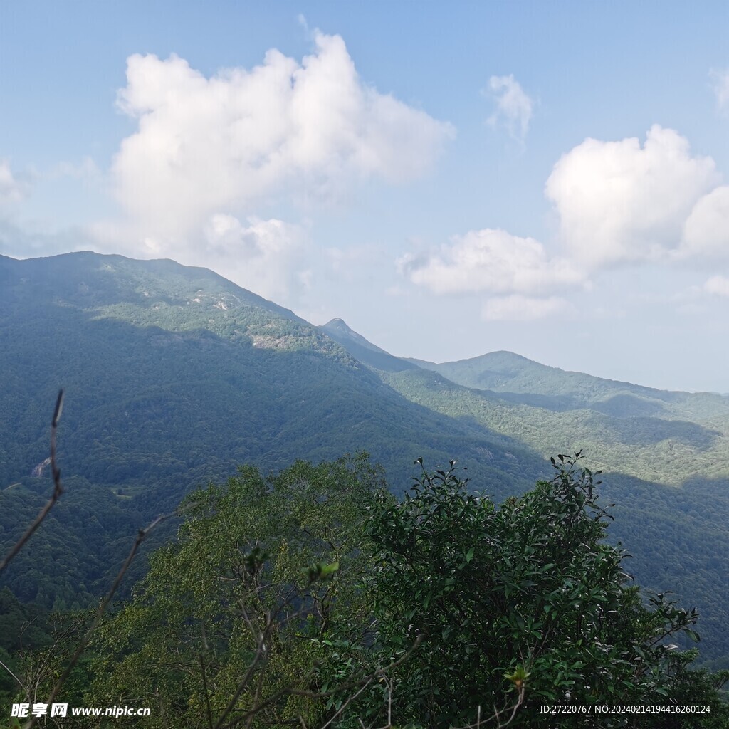 森林 风景