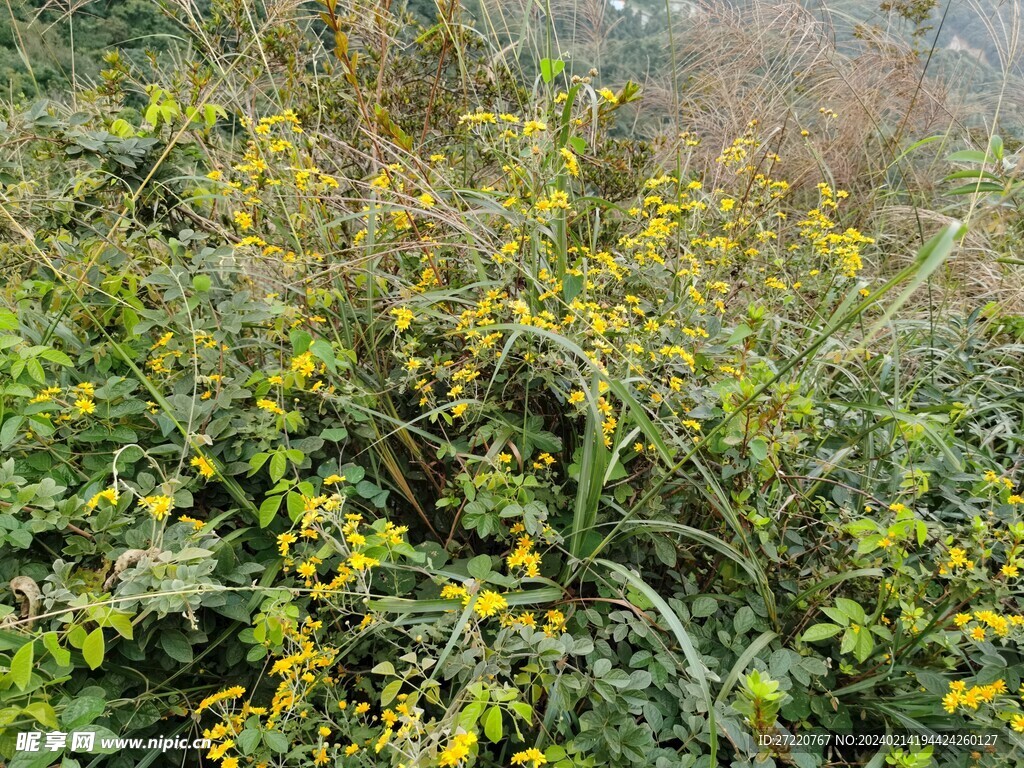 山菊花