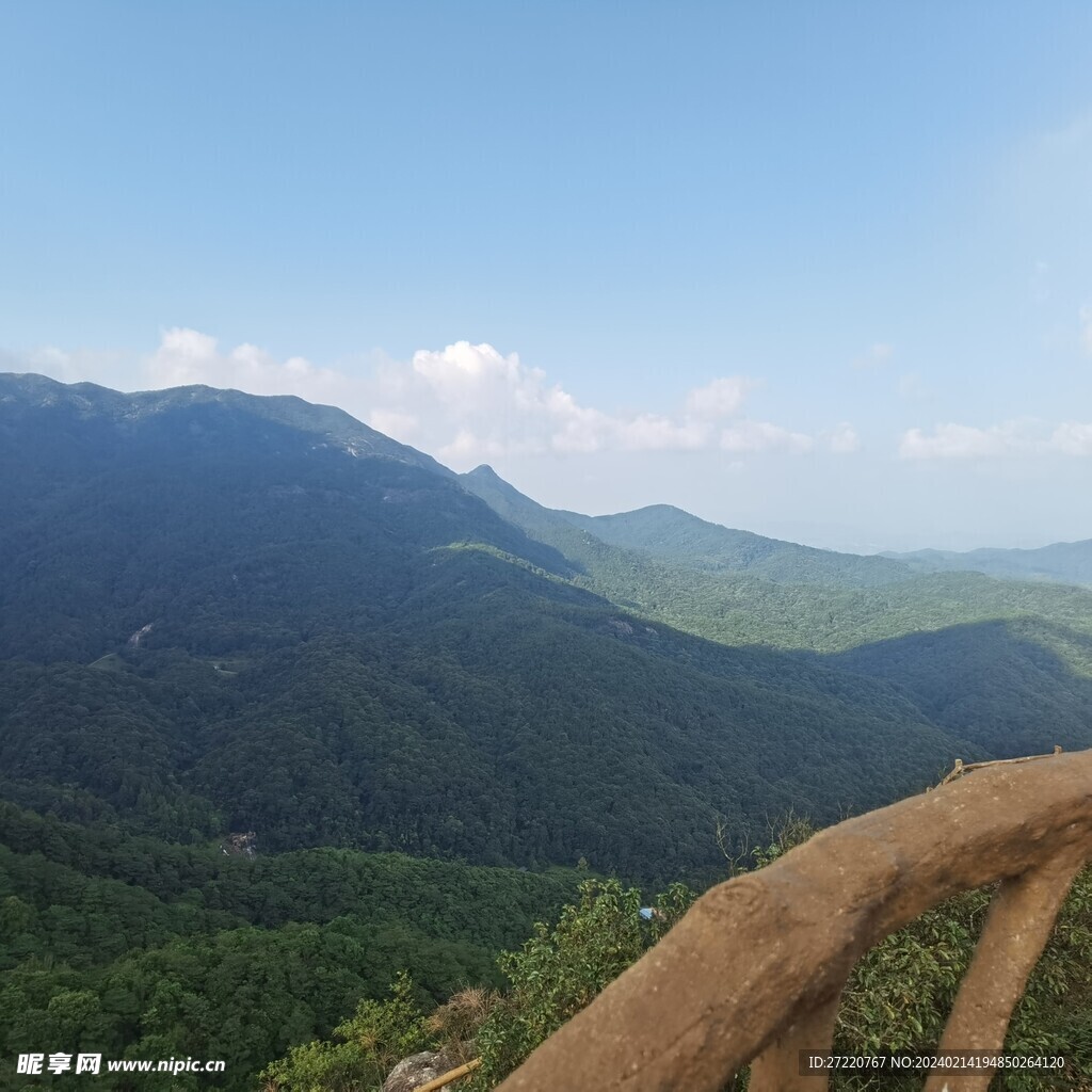 茂密森林风景  蓝天