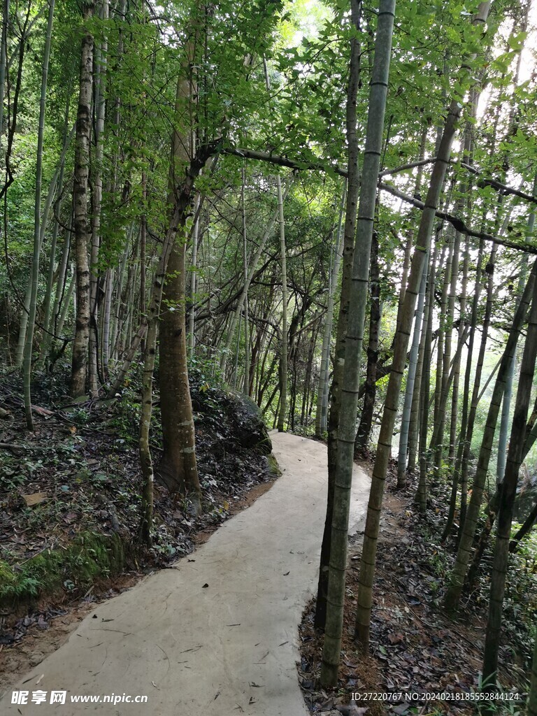 竹林 