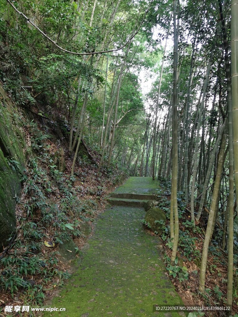 竹林登山小路