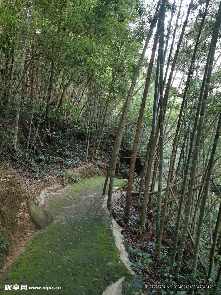 竹林小路