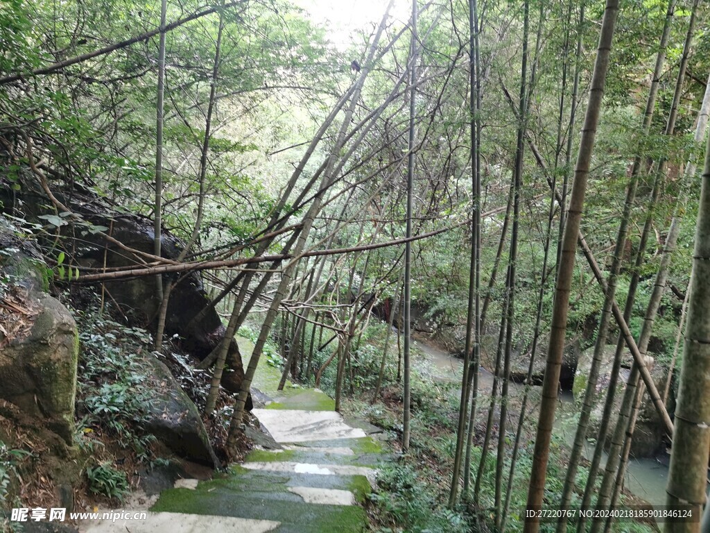 竹林