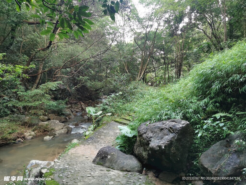 溪水 树林