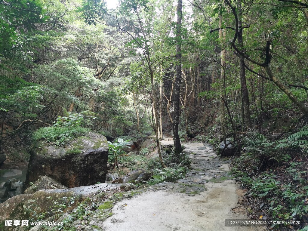 原始森林  林间小路