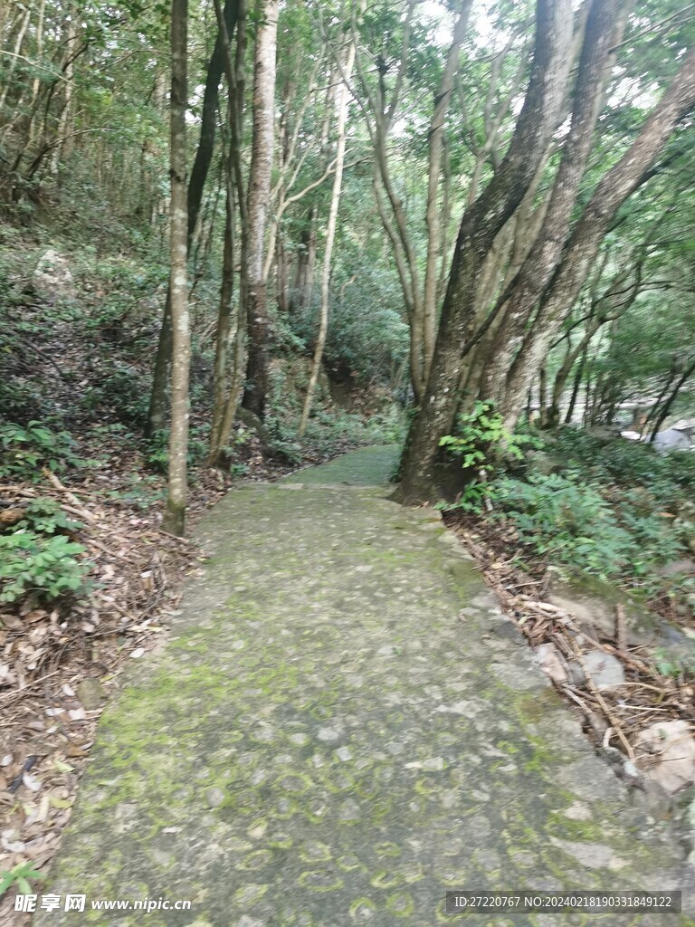 茂密树林 树林里小路