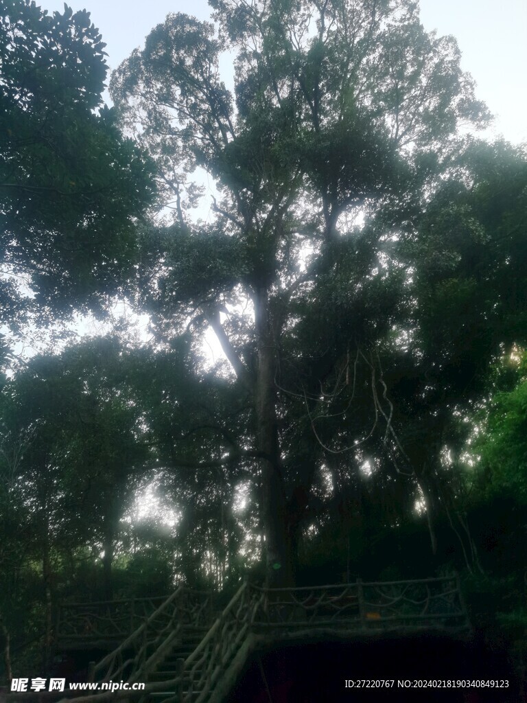 大树