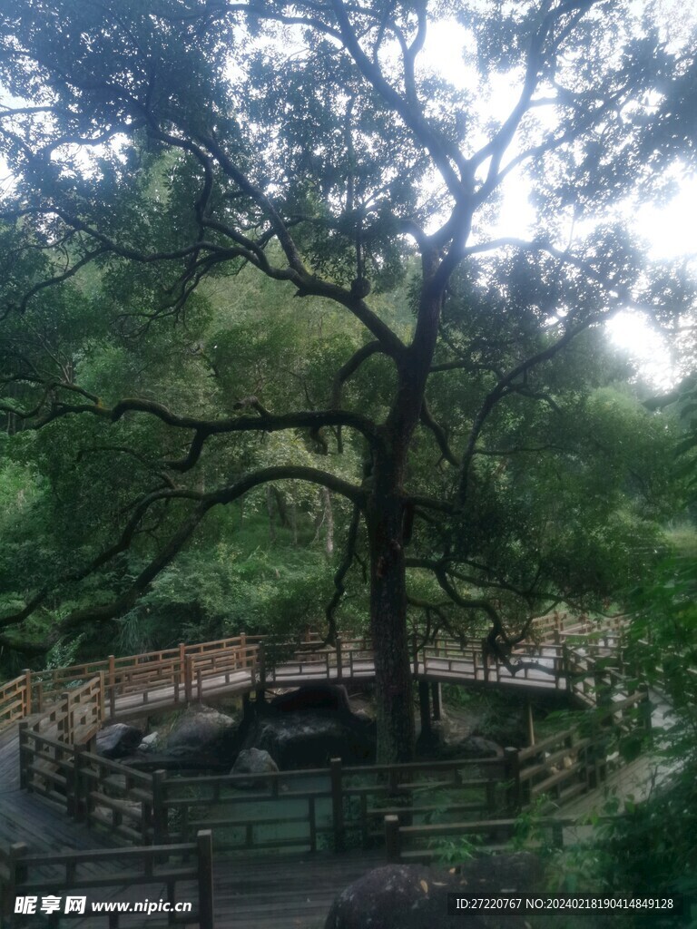 森林 参天大树