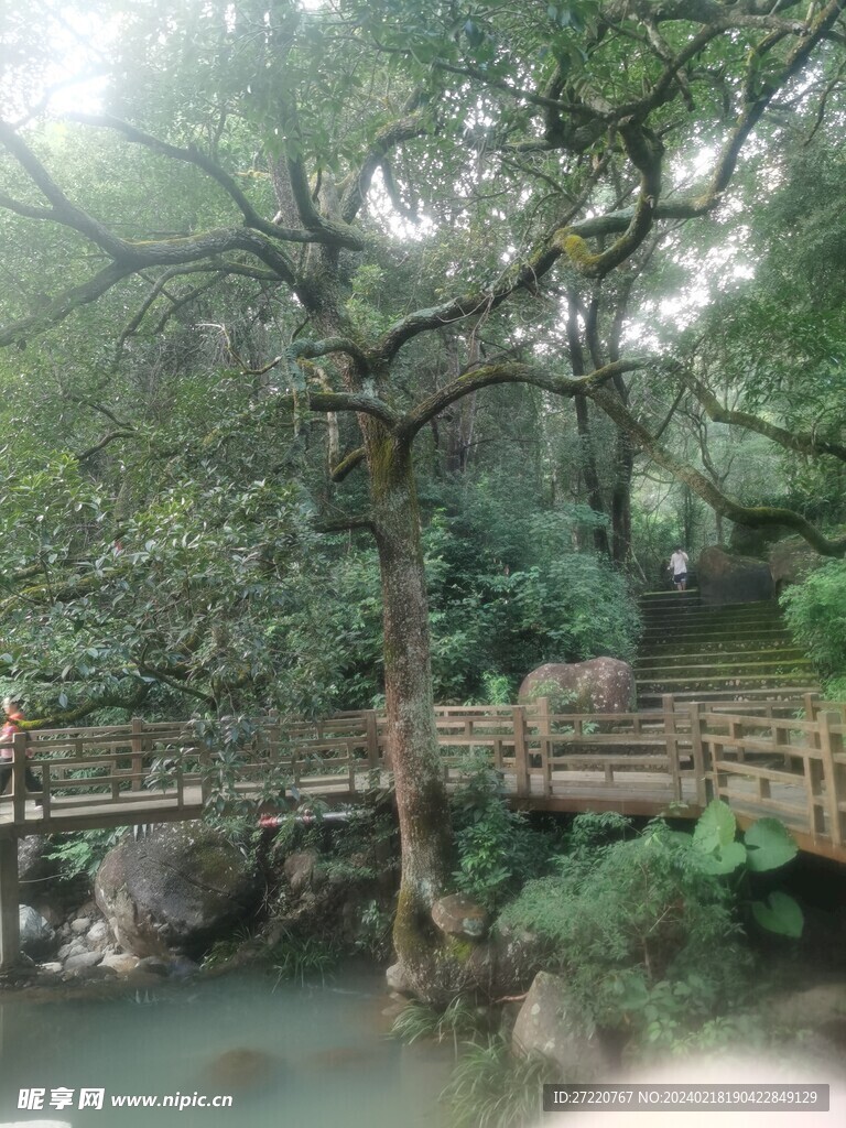 茂密树林风景