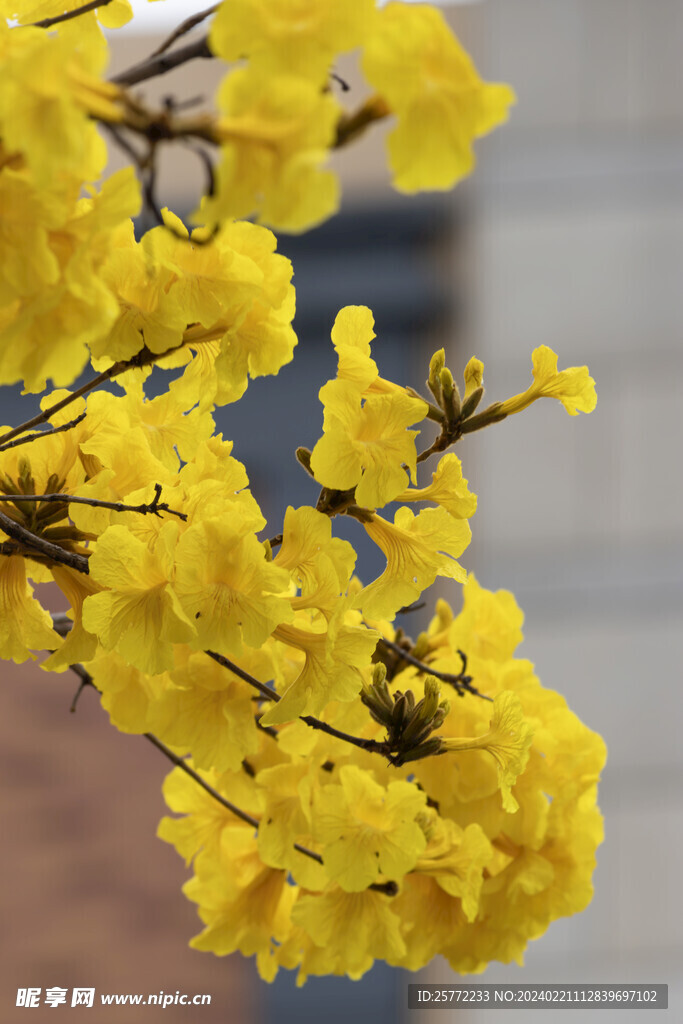 一簇黄花