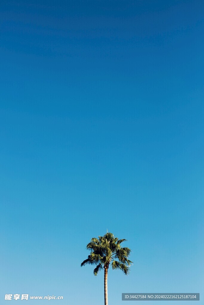 椰子树
