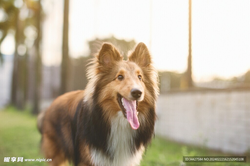 狗狗
