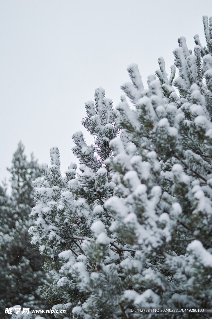 雪中松枝