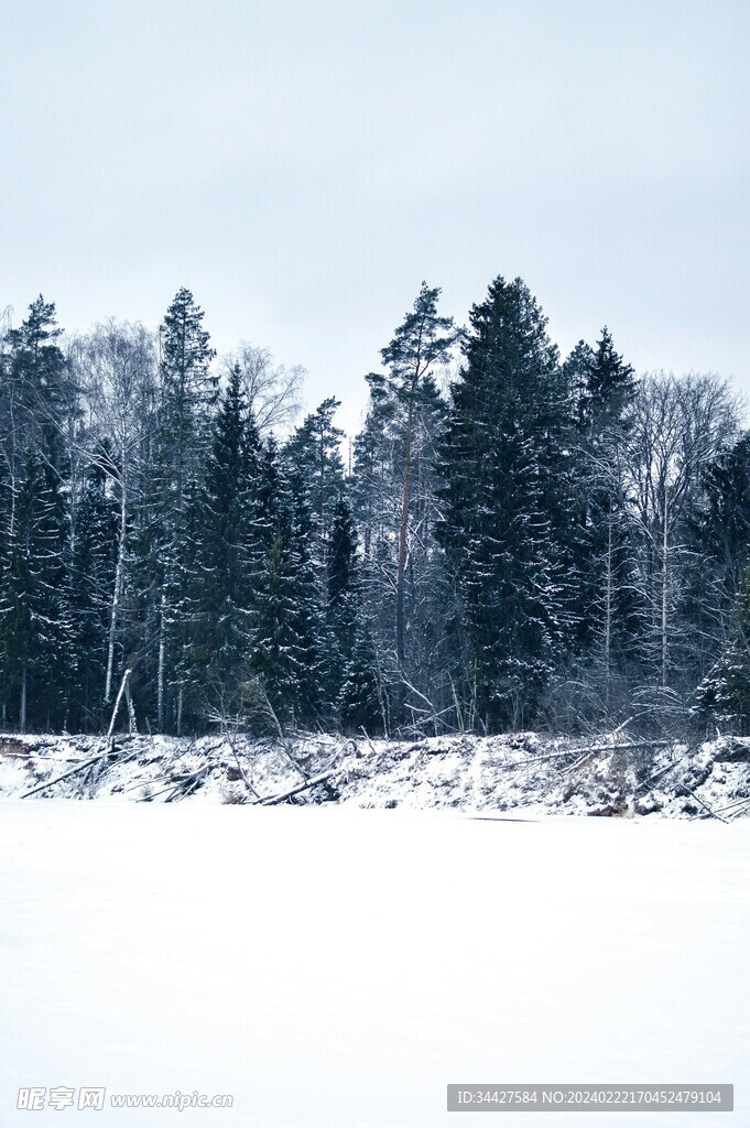 雪中树林