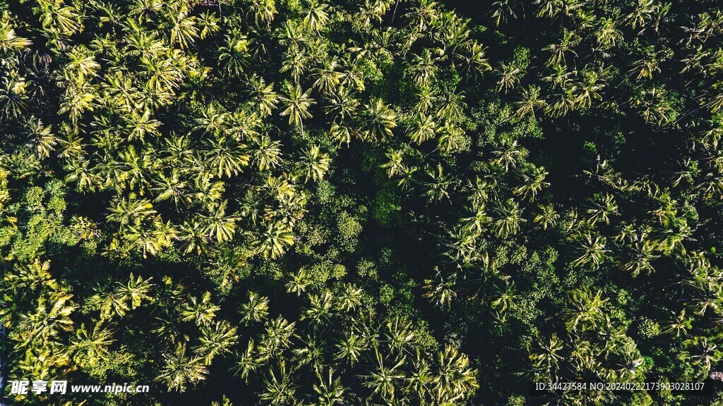 树林