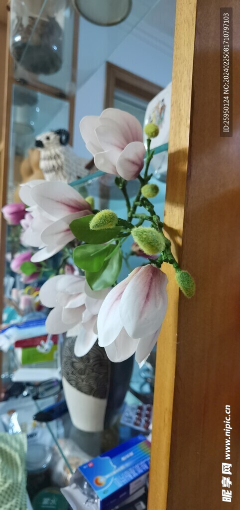 玉兰花