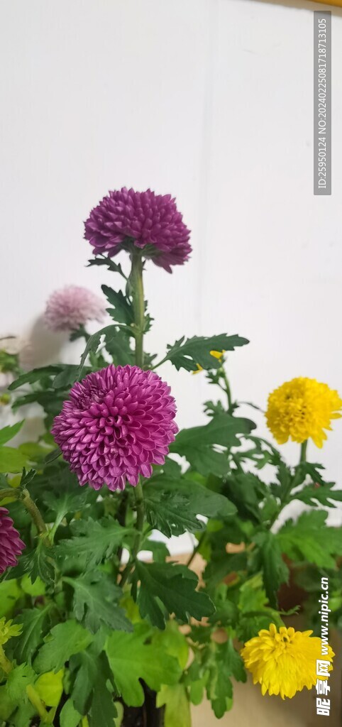 菊花