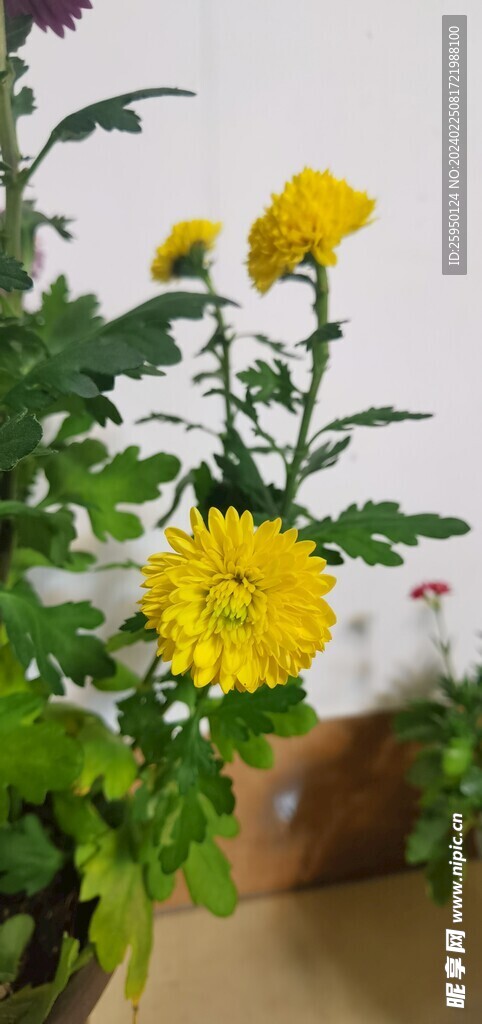 菊花