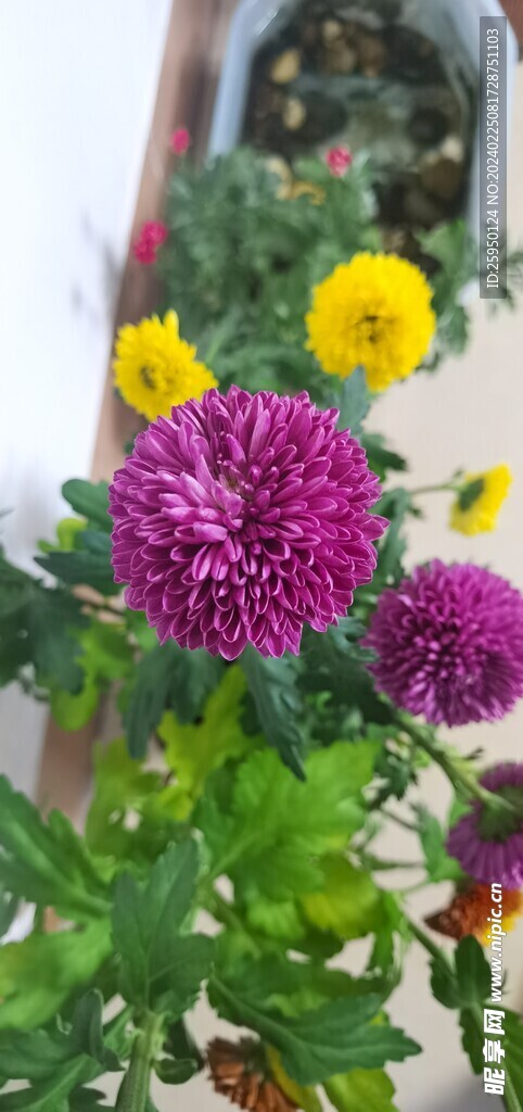 菊花