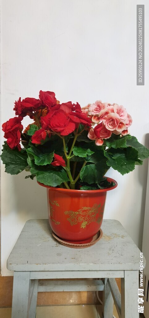 丽格海棠
