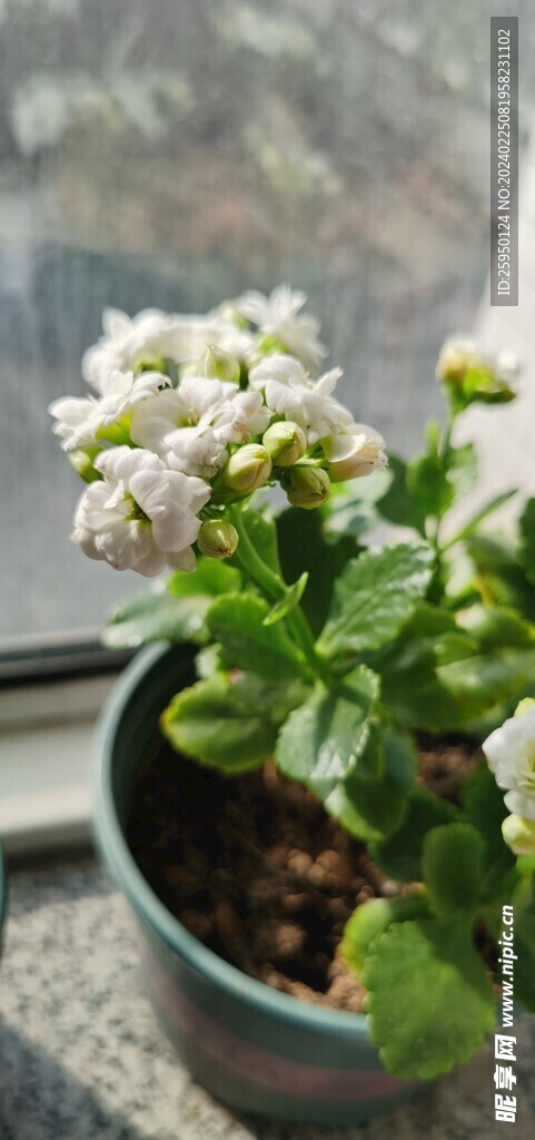 长寿花