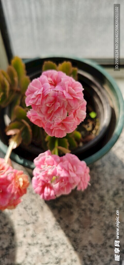 长寿花