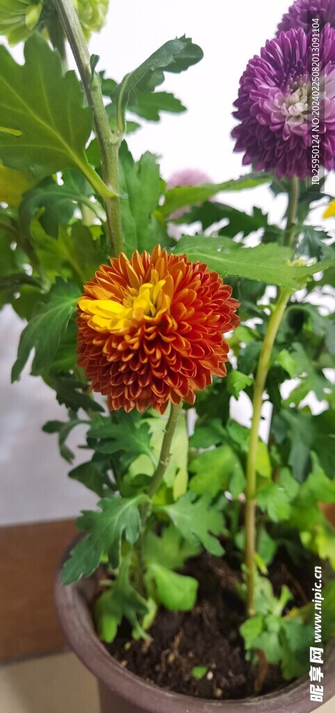 菊花