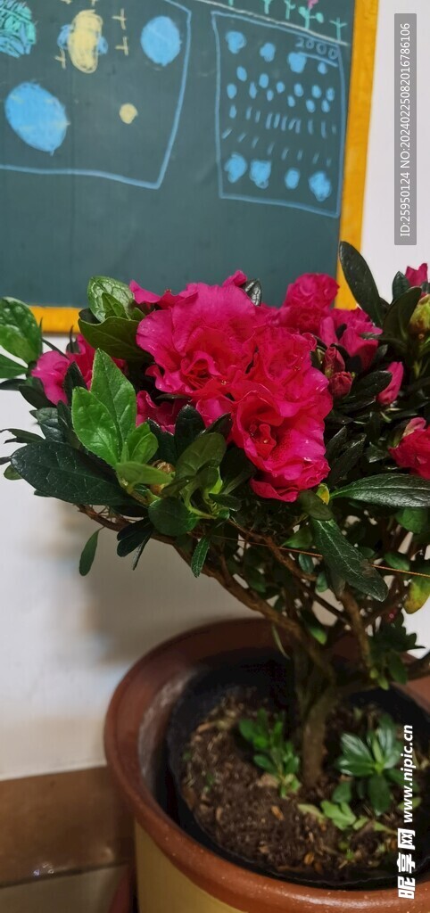 杜鹃花