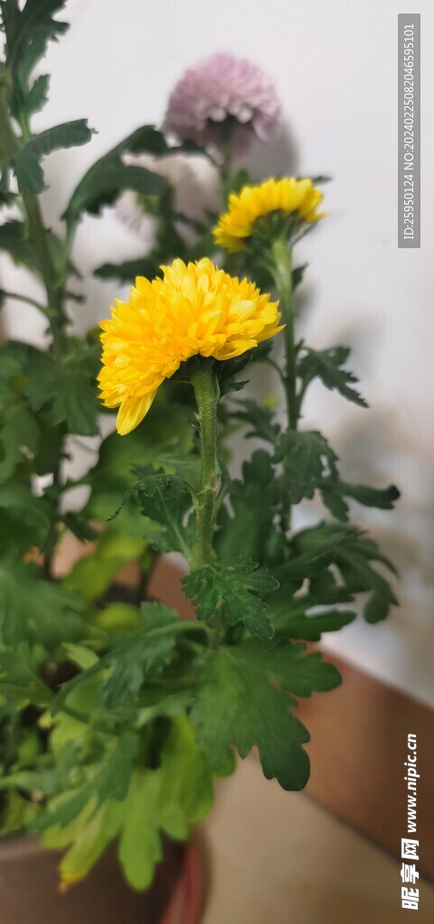 菊花