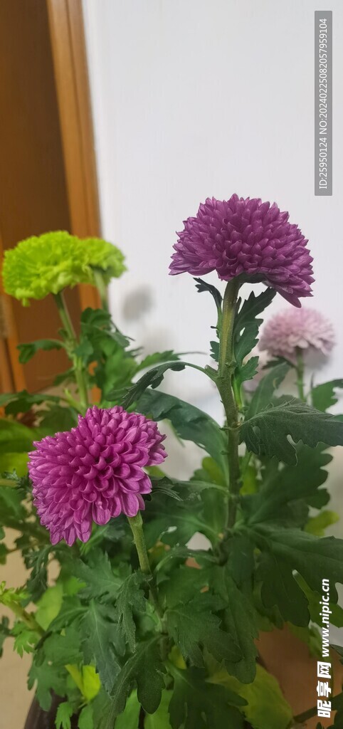 菊花