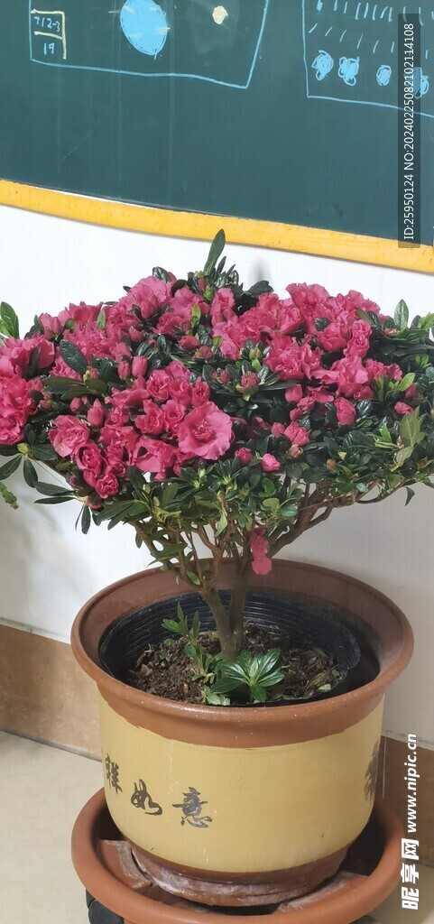 杜鹃花
