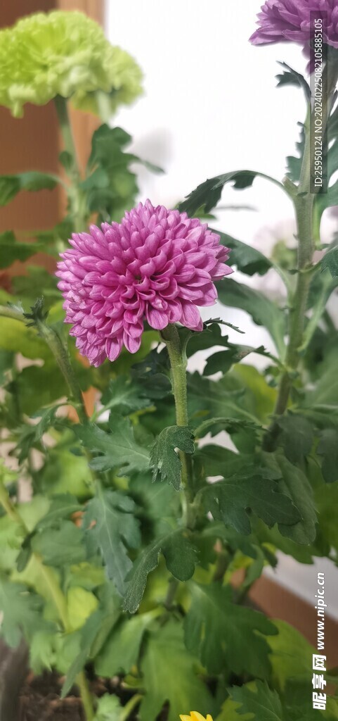 菊花
