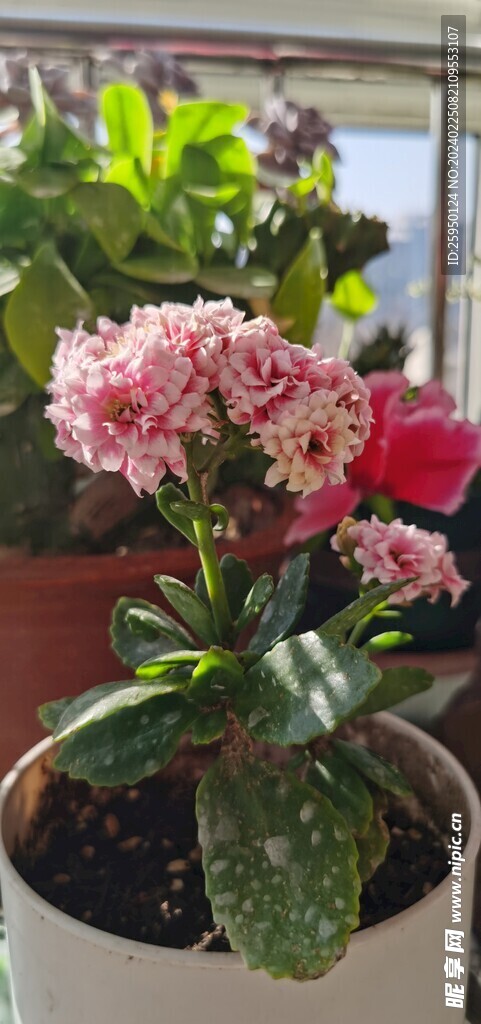 长寿花