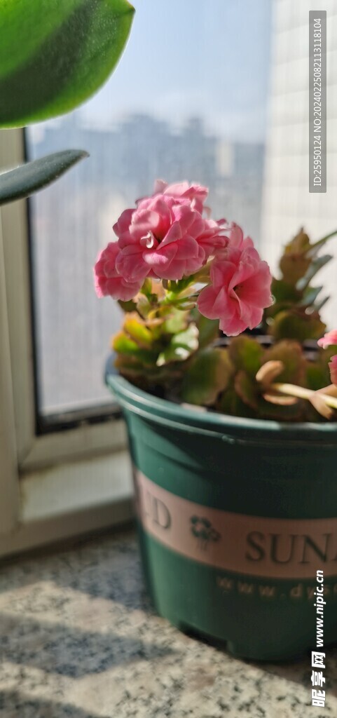 长寿花
