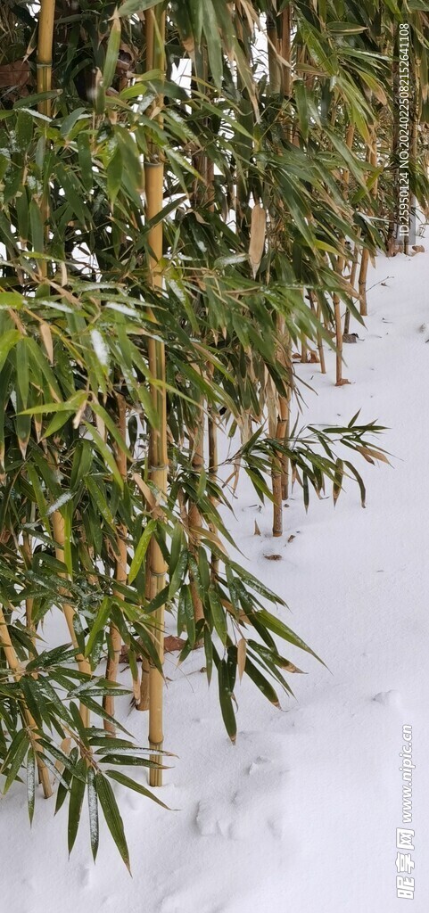 雪竹