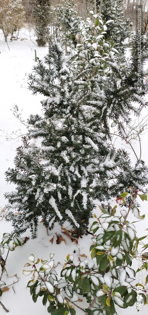 雪松