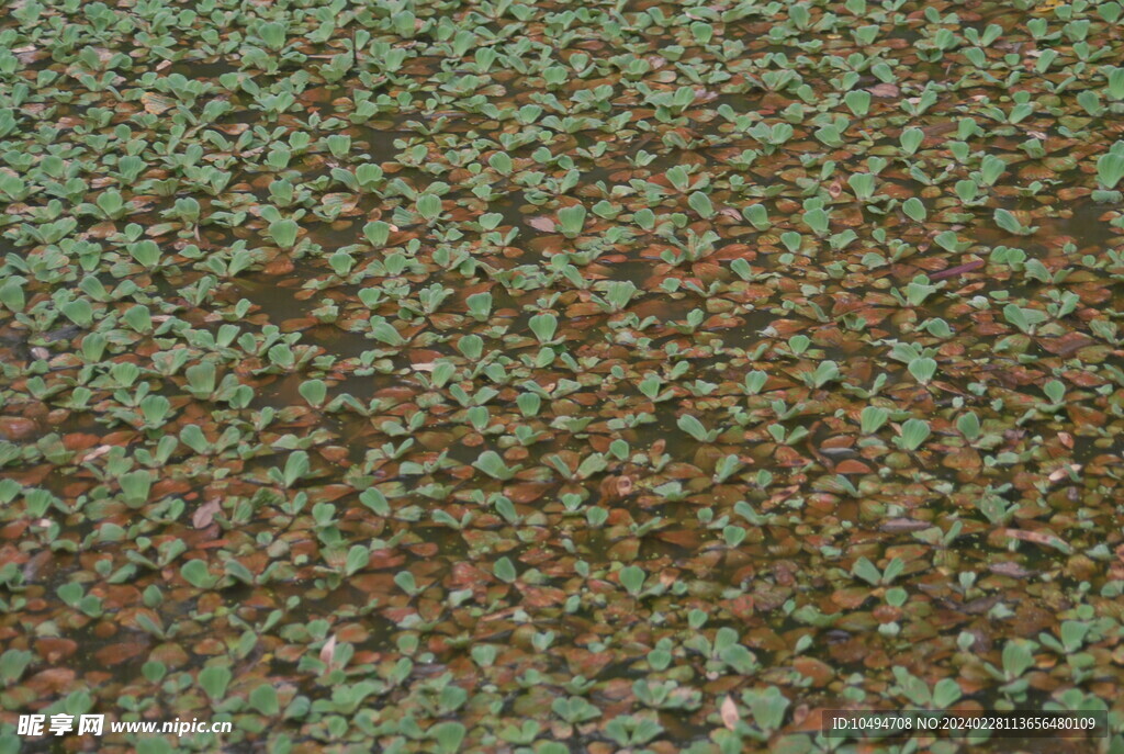 水草