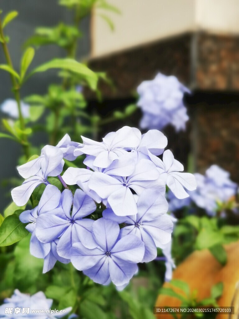 蓝雪花