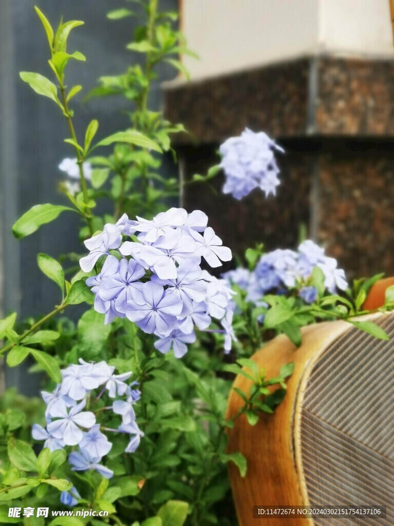 蓝雪花