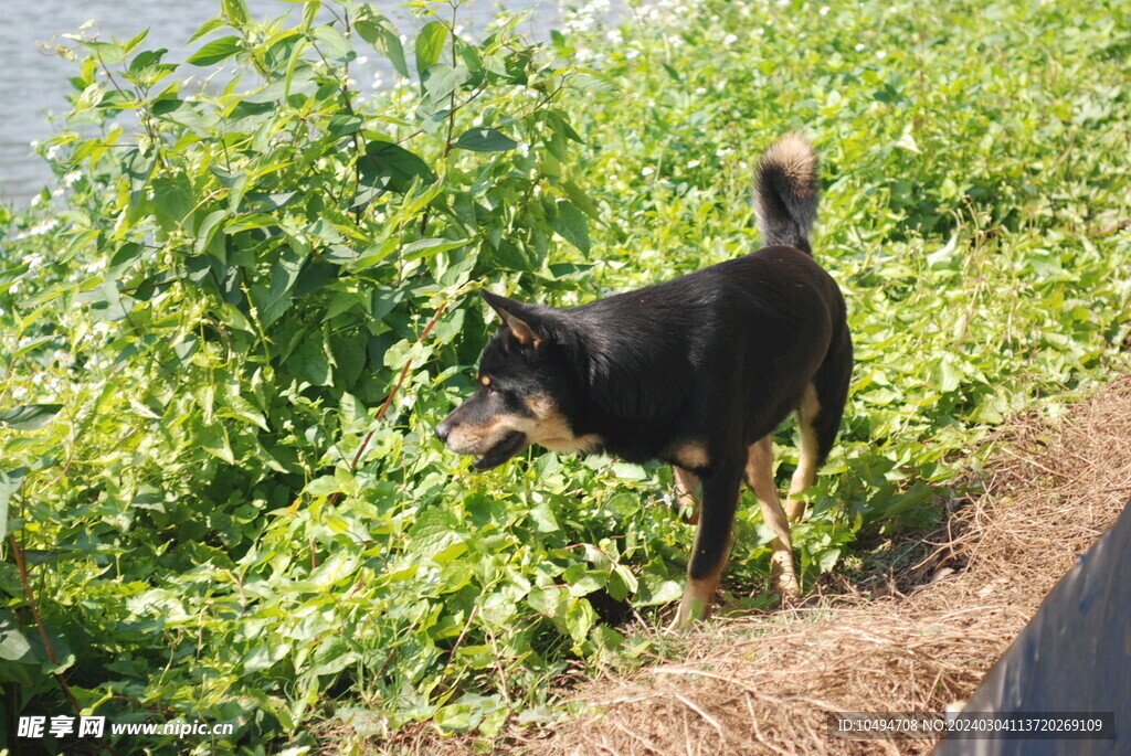 中华犬