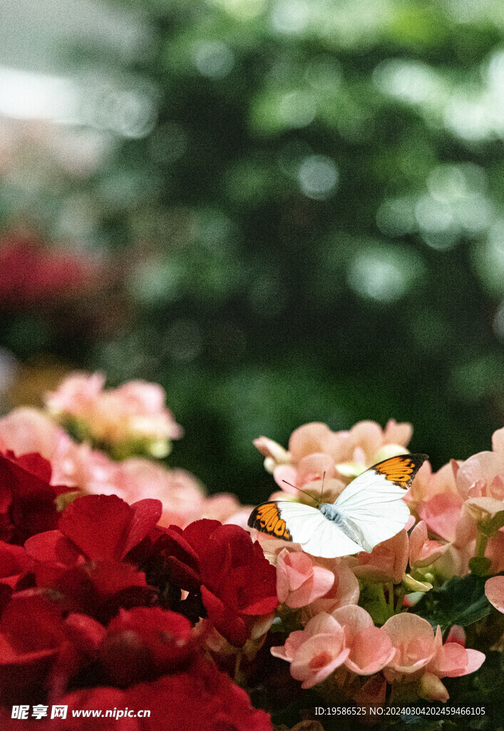 蝴蝶