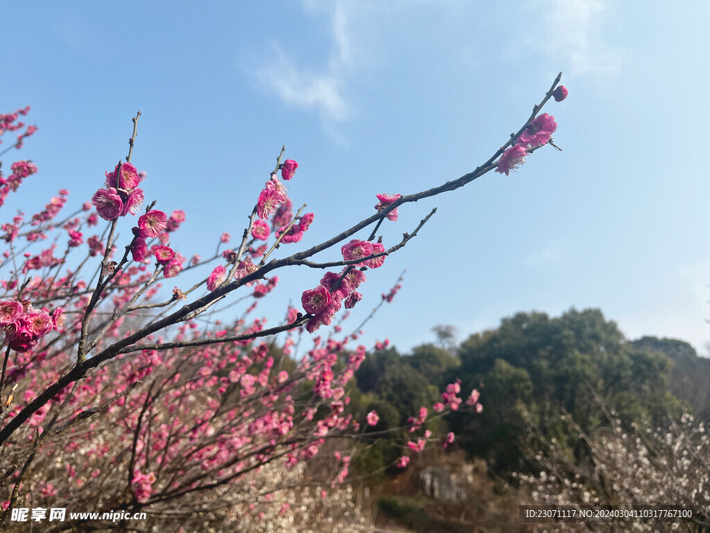 红梅