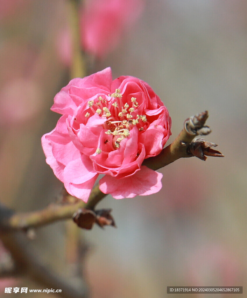 红梅