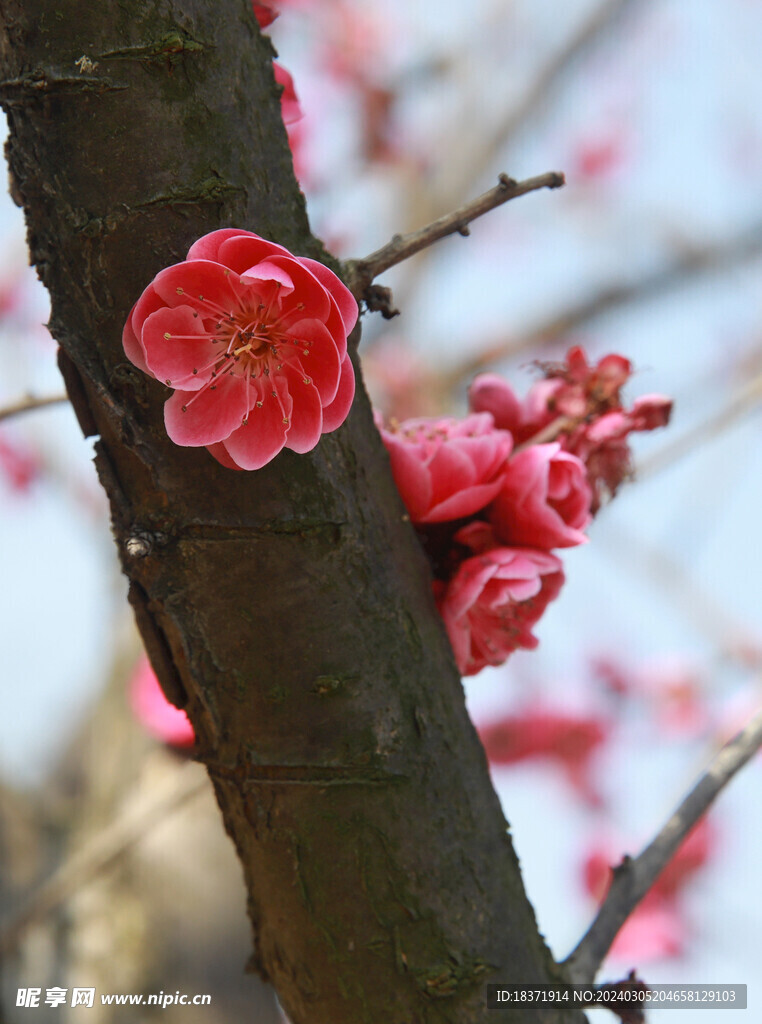 红梅