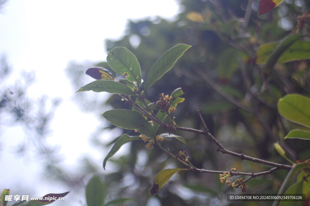 桂花树枝