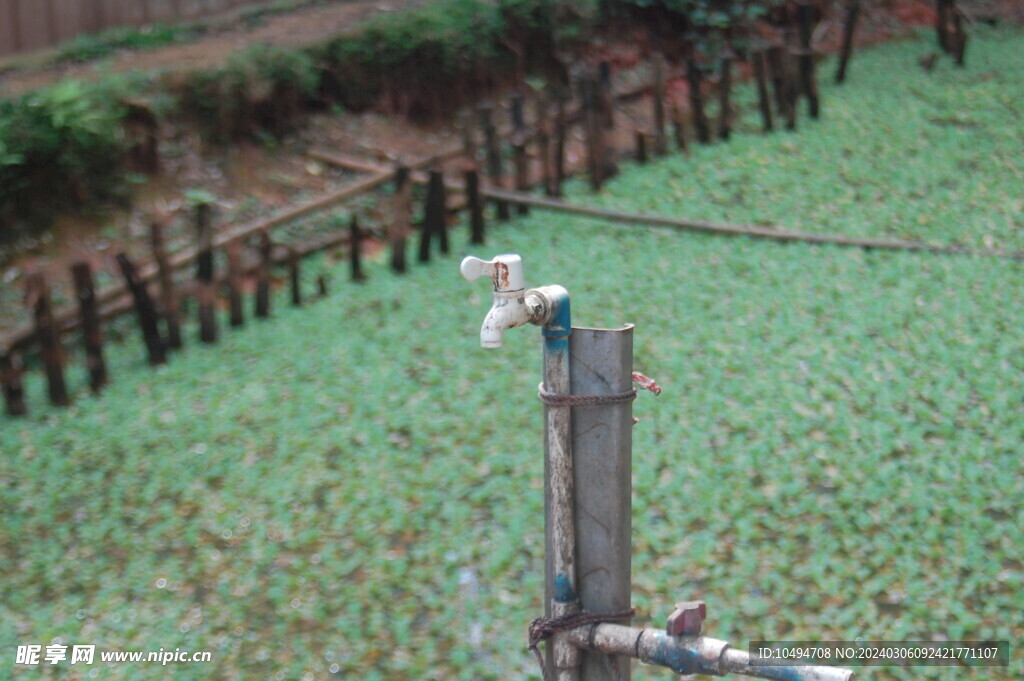 凤眼莲水池