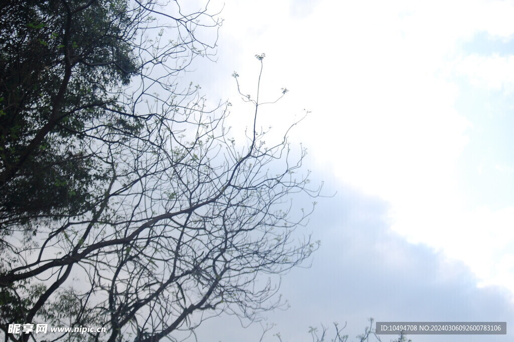 树枝