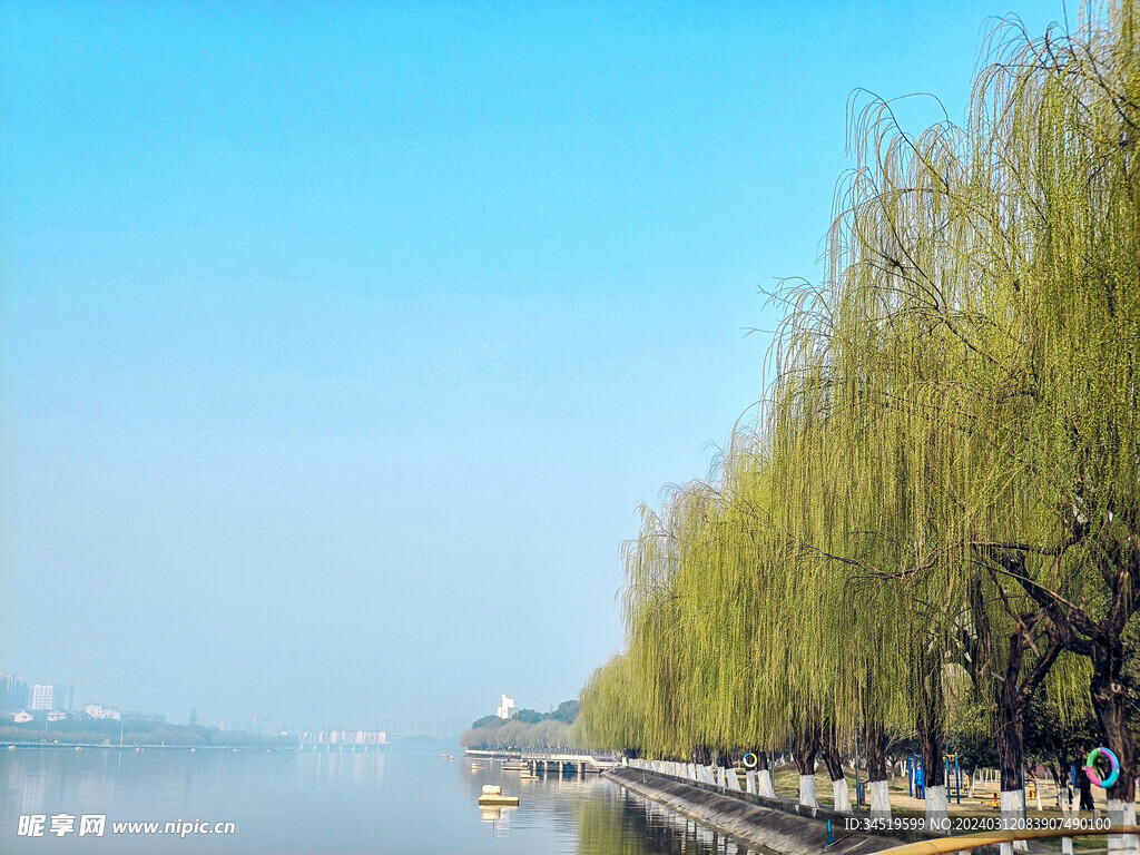河边杨柳
