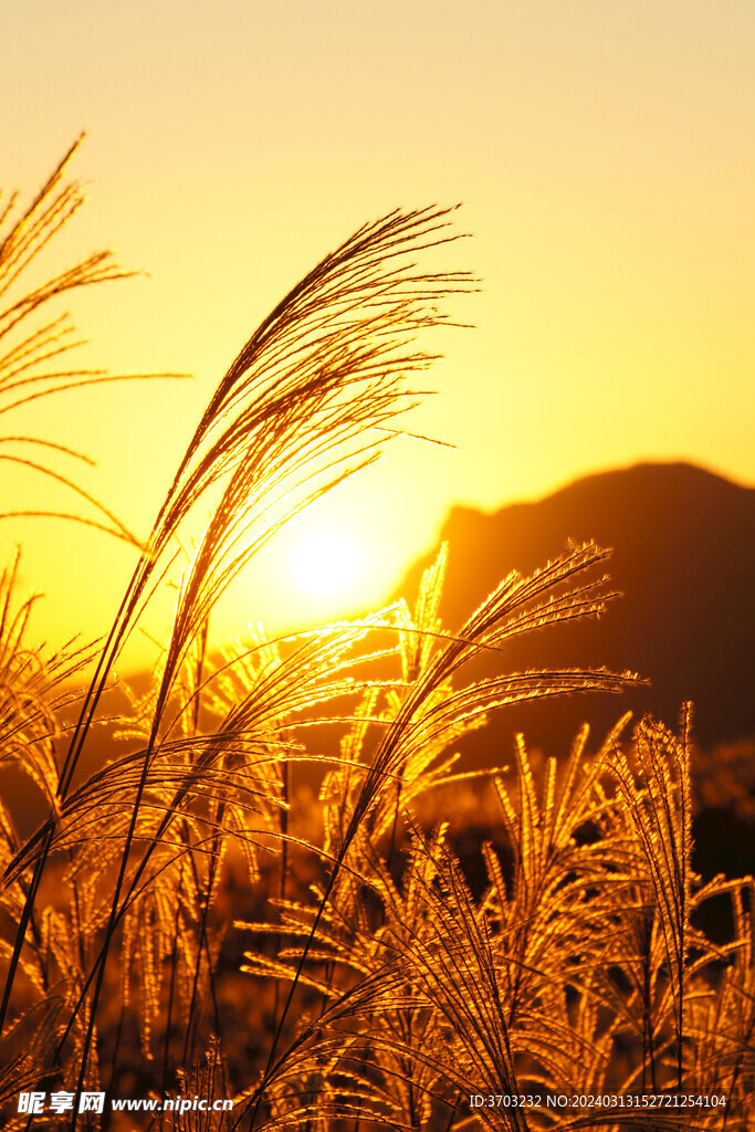 落日 狗尾巴草