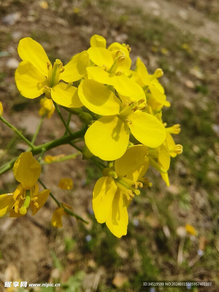 春天的油菜花特写